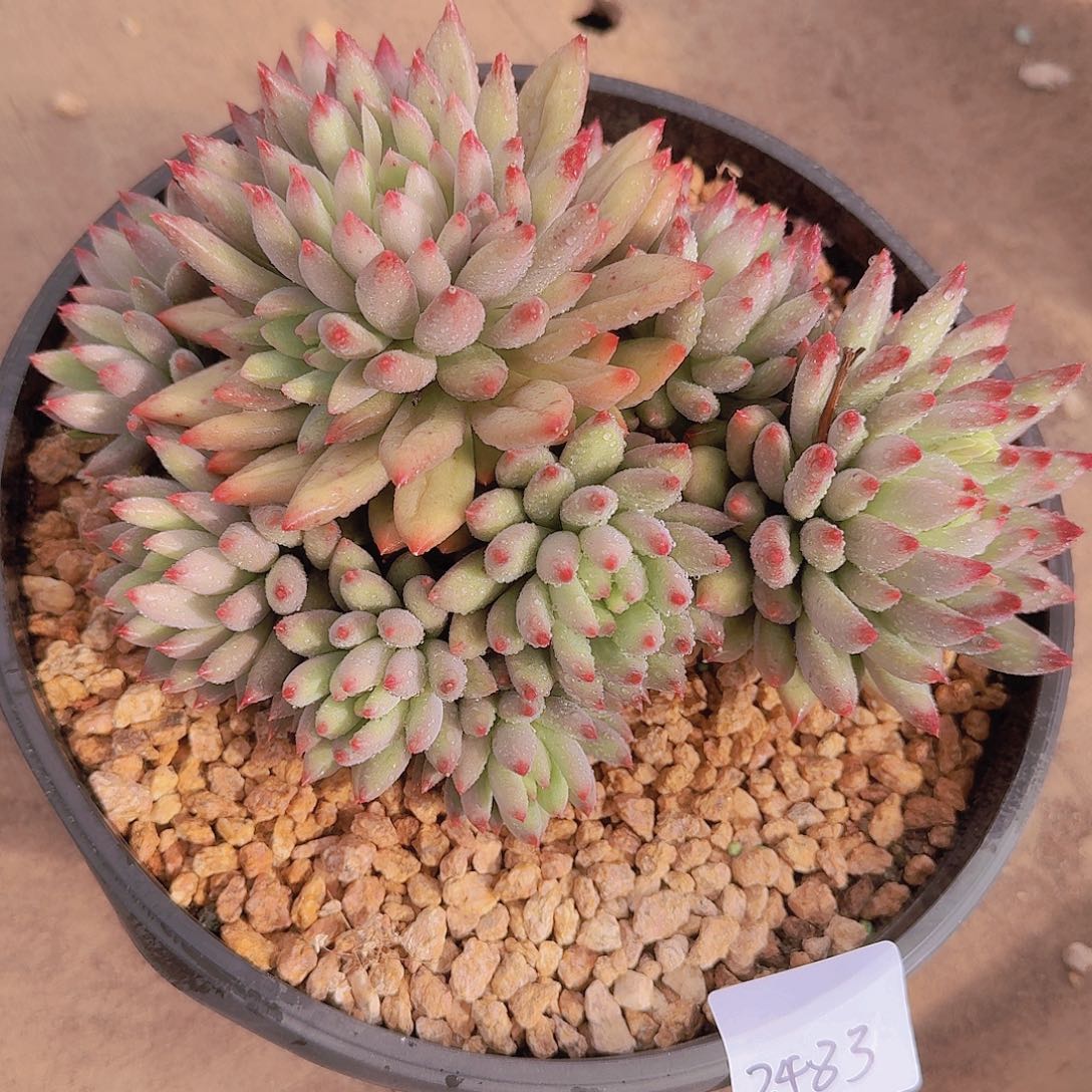 2483二代虞多肉植物