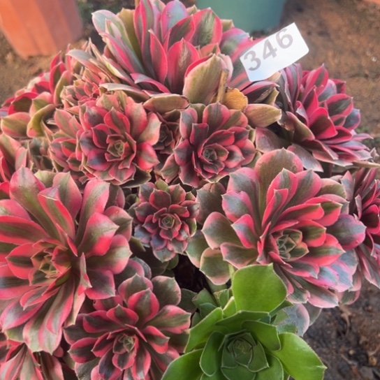 346女妖多肉植物花花