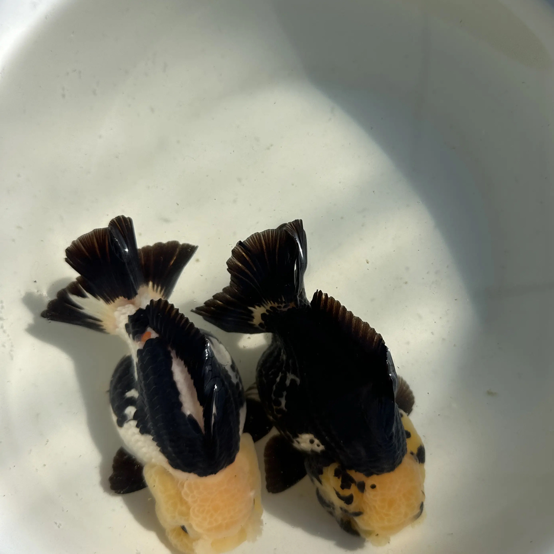 玛丽金鱼 可爱好养耐活胖嘟嘟（非偏远地区包邮）