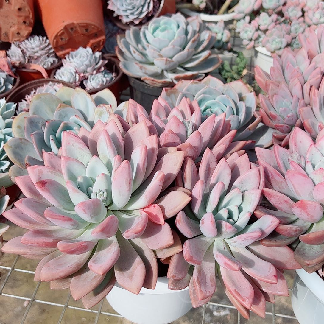 奥普琳娜多头群生特大