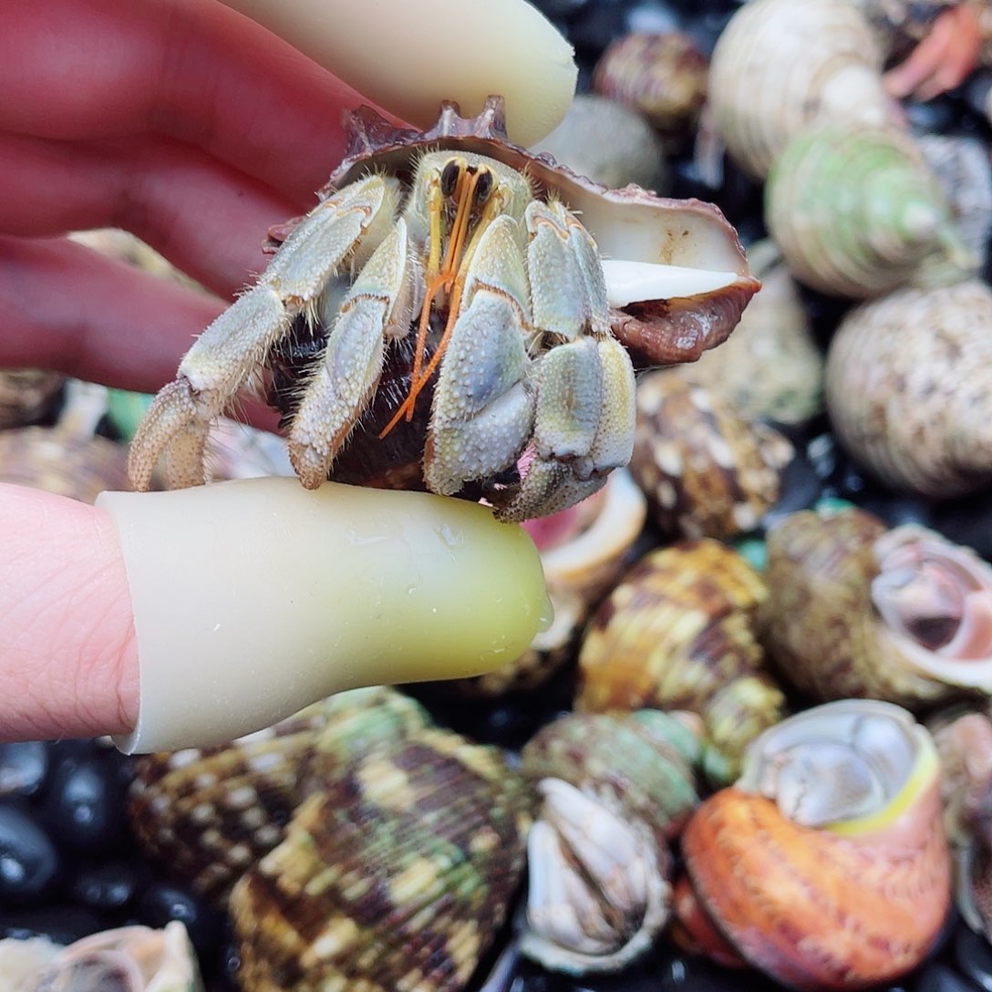 2.5口S级新几内亚鎏金虎纹