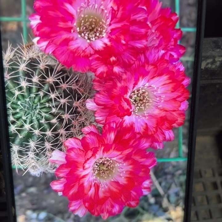 70丽花世界小姐歪无根侧芽2一3公分左右20包邮