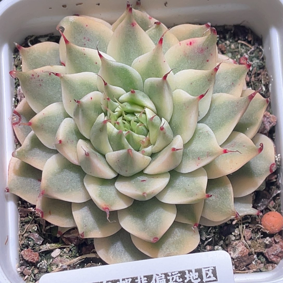 多肉特价银星锦6937