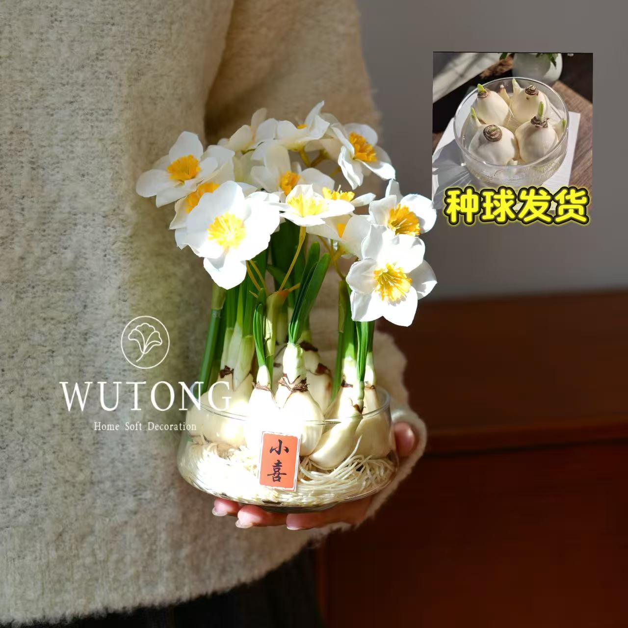 小喜水仙花水培盆栽深度矮化漳州水仙