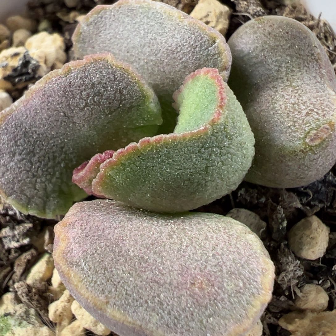 w腰子造型有干疤特价