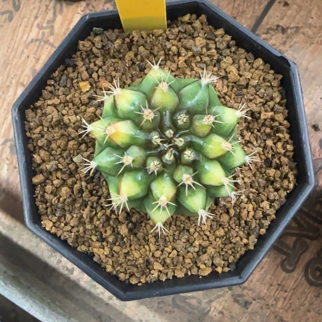 羚***主泰系名品侧芽拿玻璃艺术