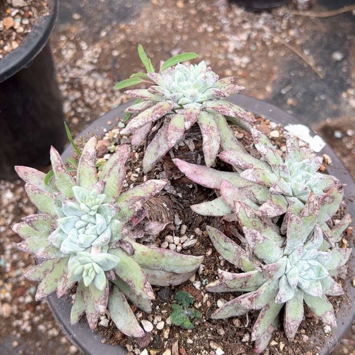 906哈哈哈哈哈哈哈哈