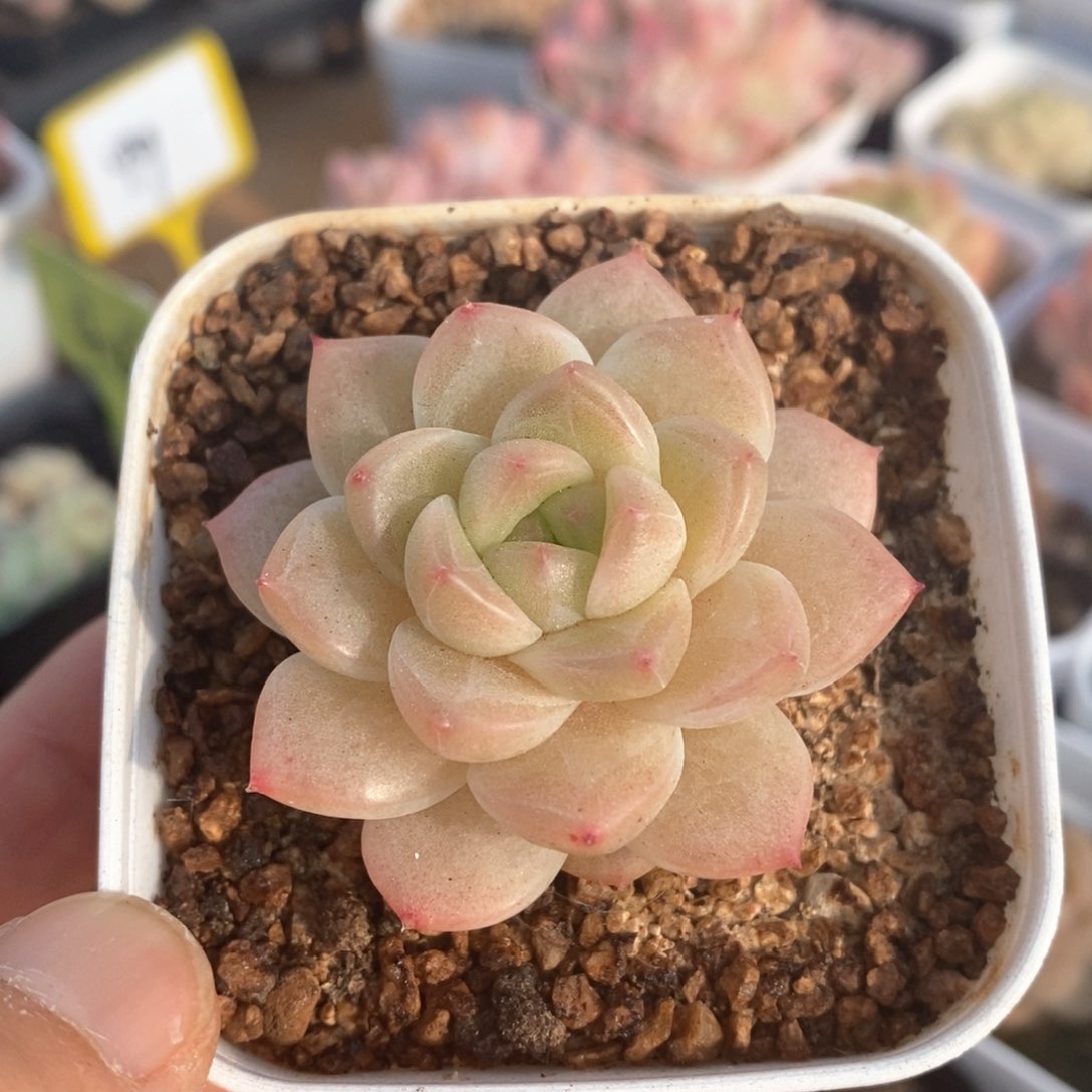 精品多肉一物一拍不包整054