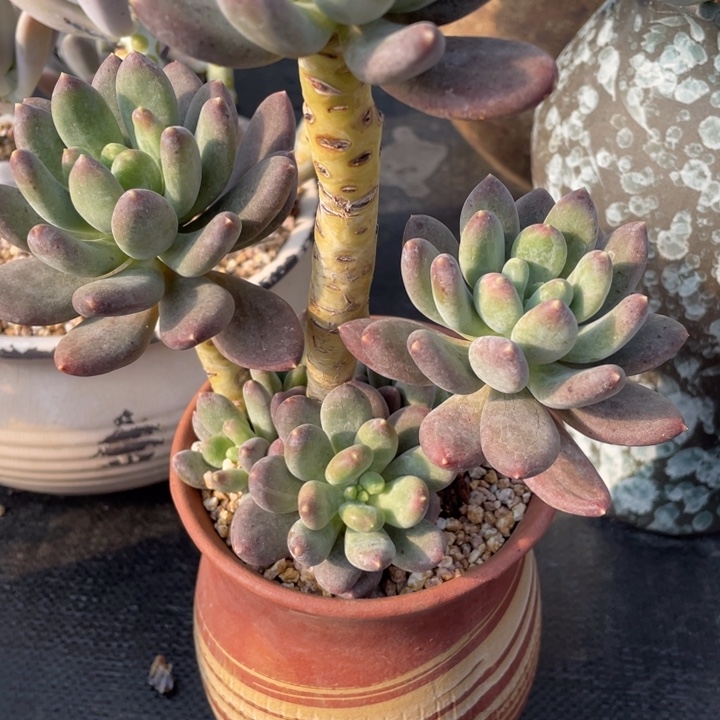 漠*弥一物一一拍