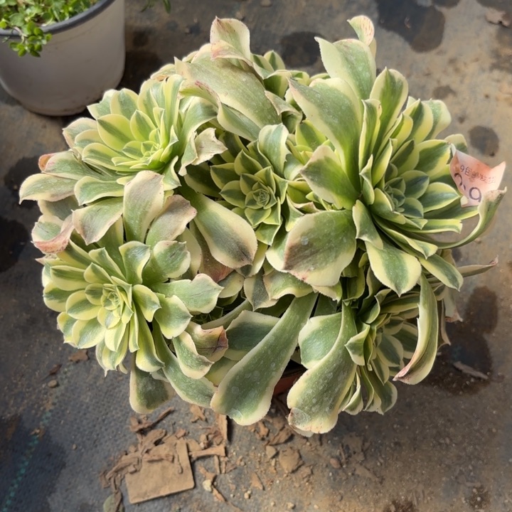 绿豆沙多肉法师2292