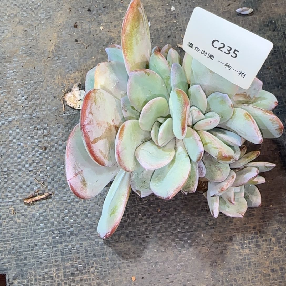 C235奶茶多头      
