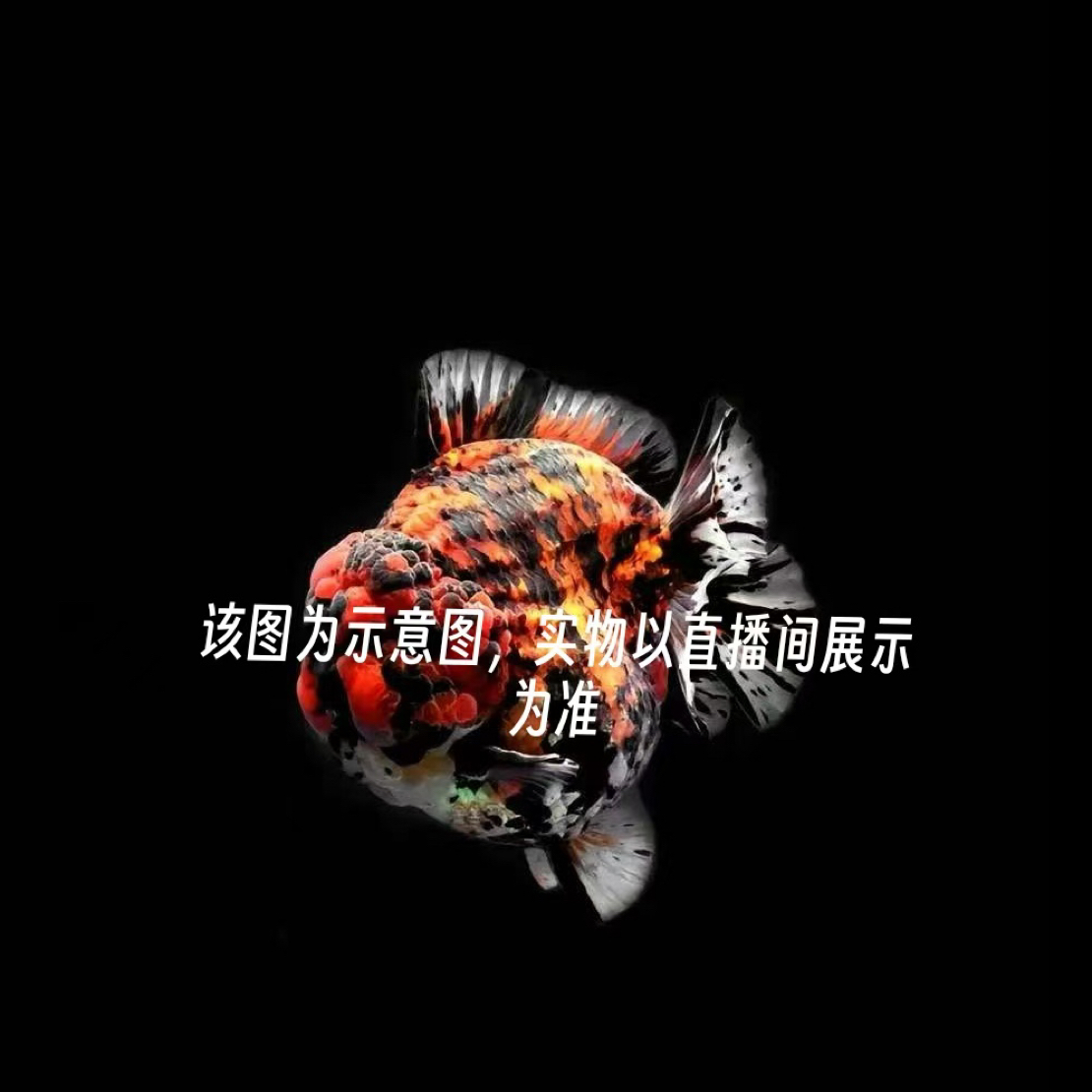 百褶泰狮金鱼冷水耐活观赏鱼入缸不包损