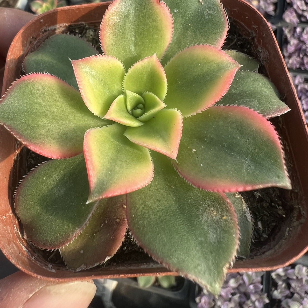 艳日辉精品多肉植物办公室带盆多肉绿植