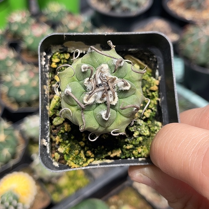 实生升云龙仙人球一颗