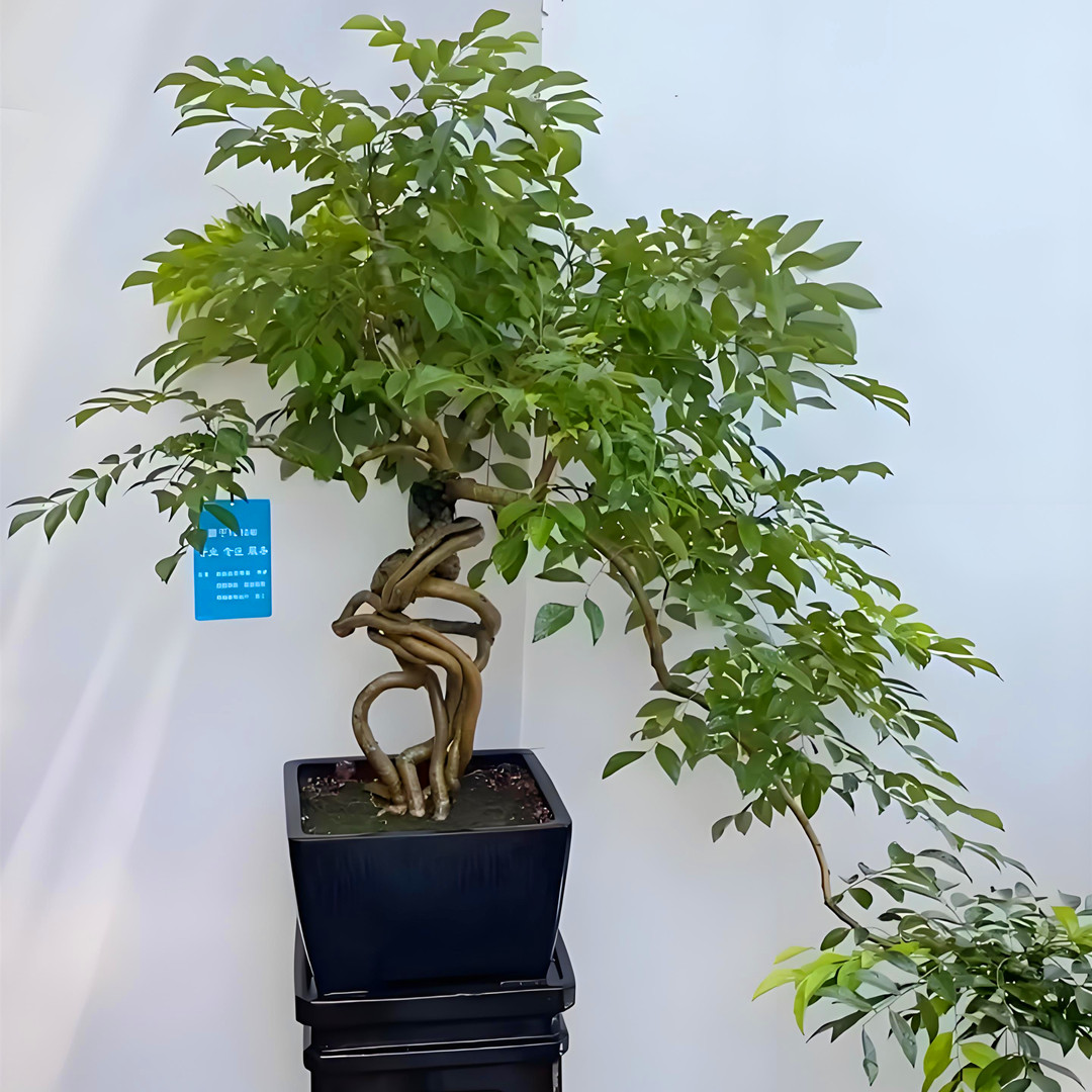 黄花梨盆栽苗 庭院阳台花园栽种 名贵树木 盆栽地栽均可不耐寒