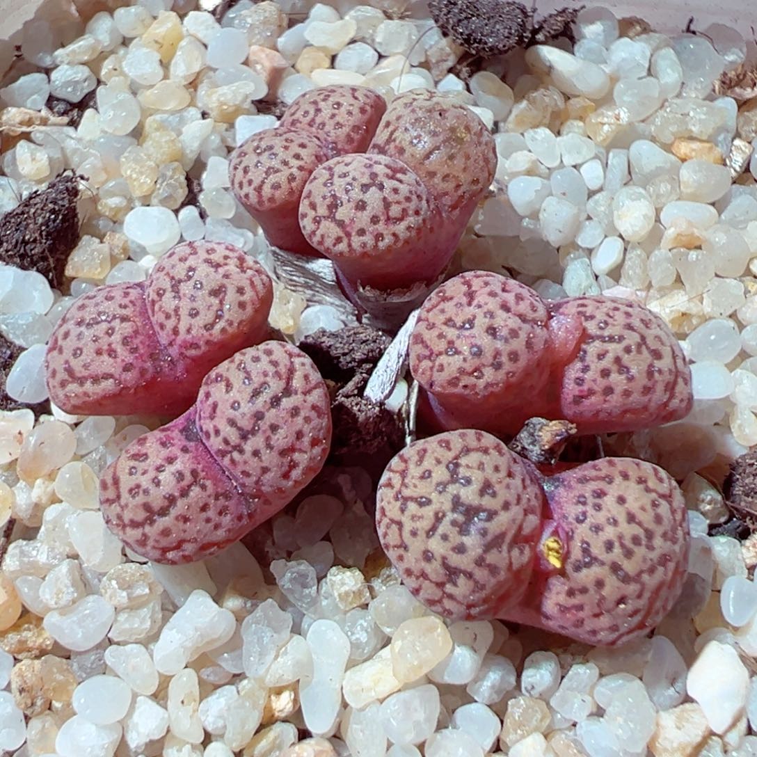 908-284多肉多肉鸟哈尼