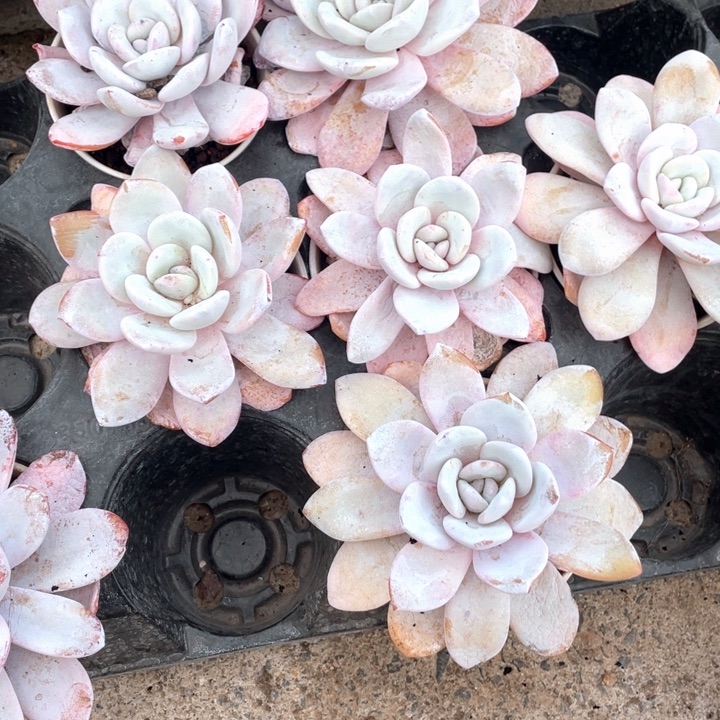 粉雪莲15.8一盆8888888