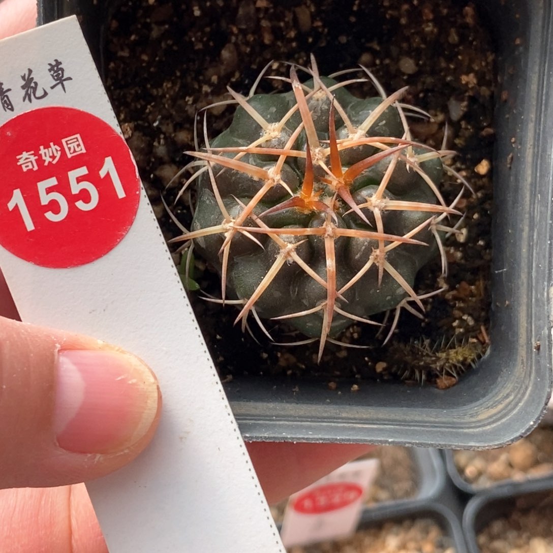 实生狂刺印加圆盘玉杂交3.4cm