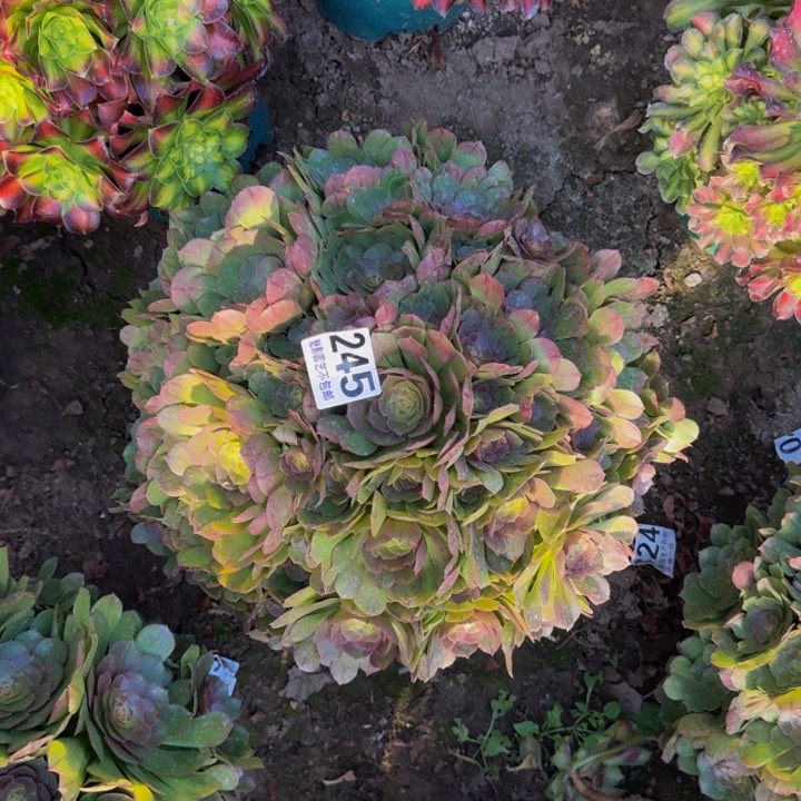 万圣节花27-36包邮花花