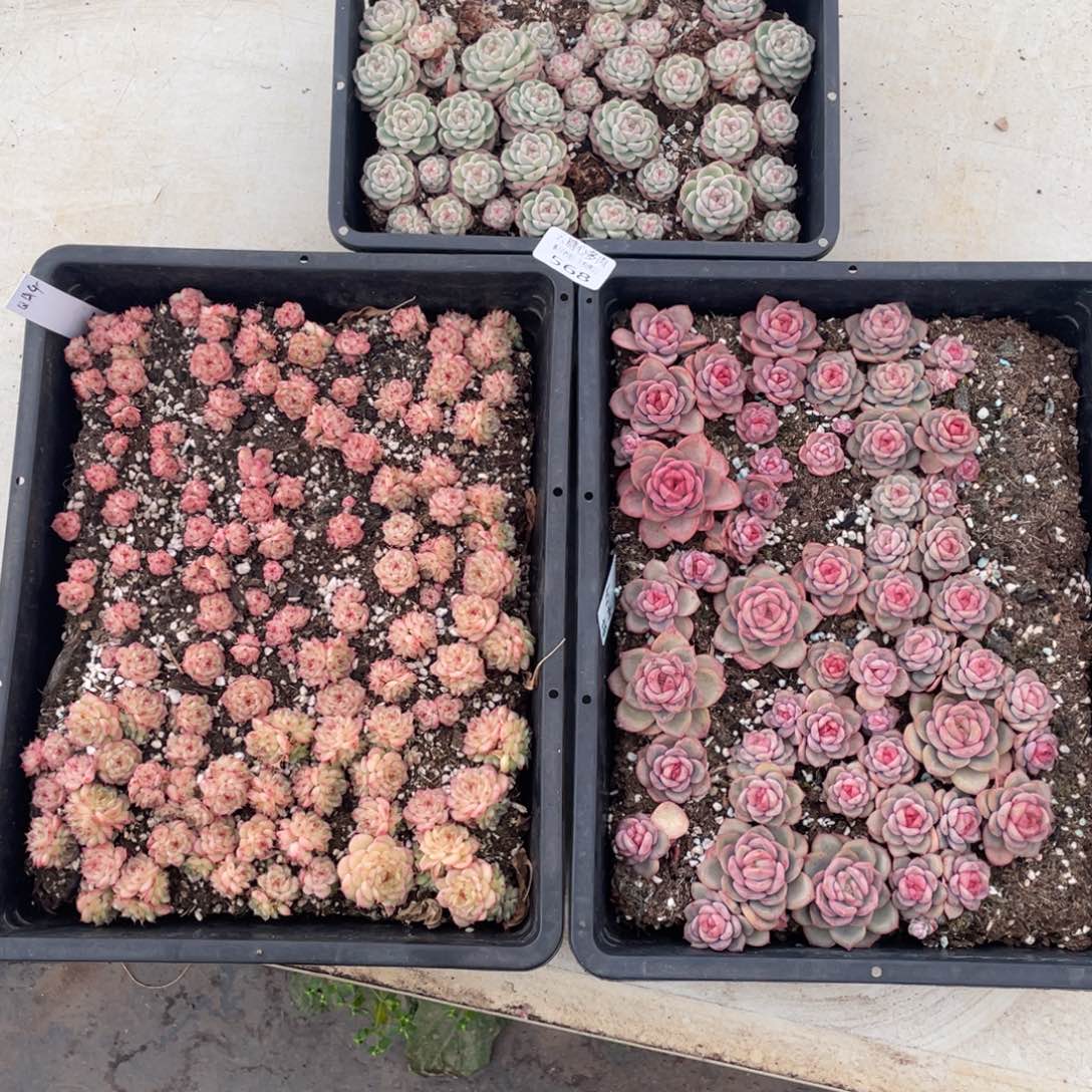 霂***4云糖心多肉植物568