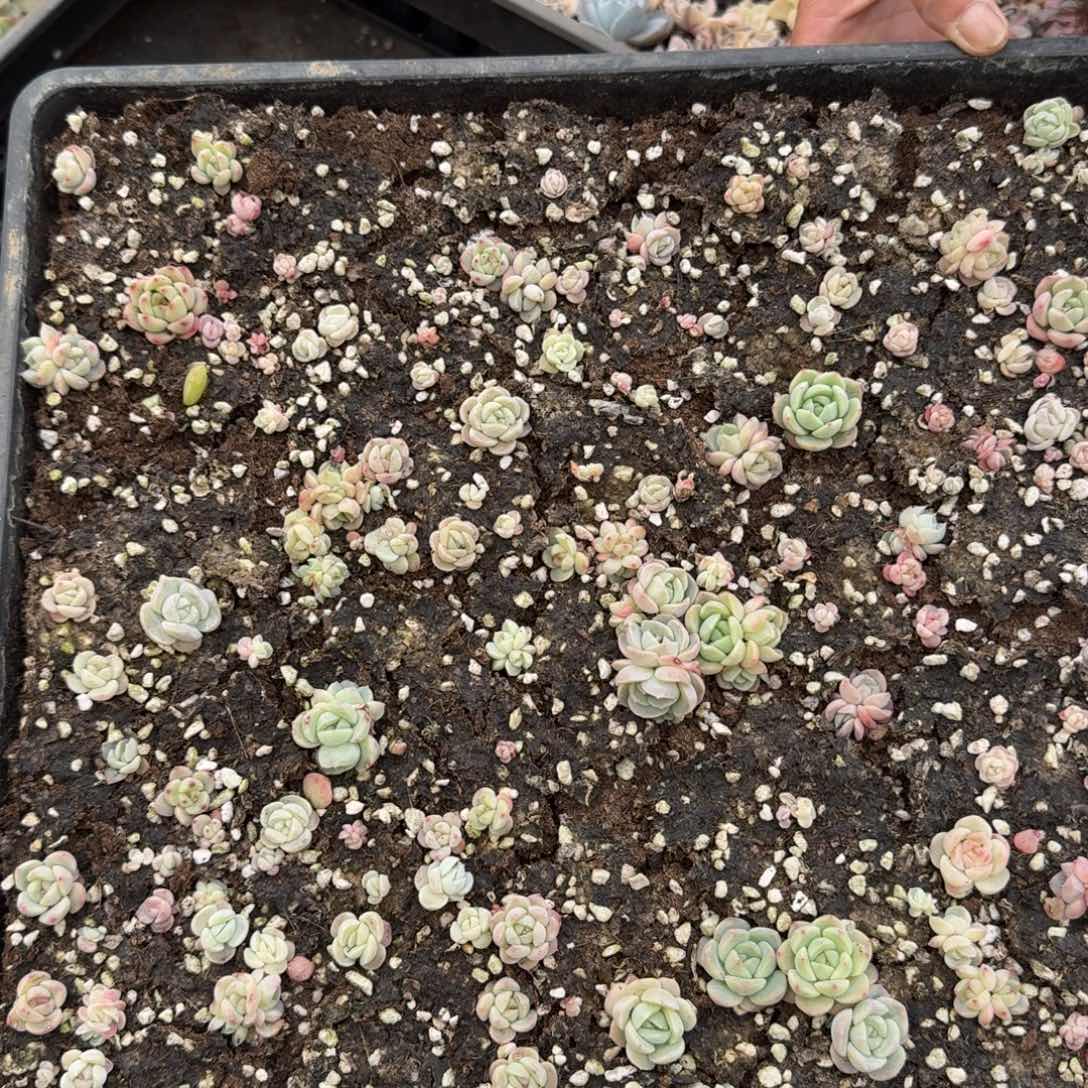 多肉杂交一物一拍23-12