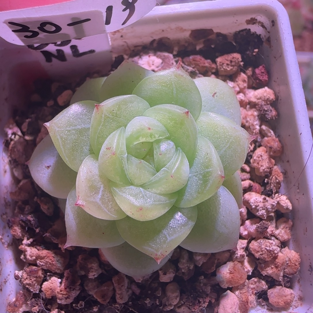 30-19福利晶晶珍妮