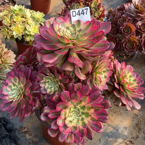 月婵多肉植物法师不包损