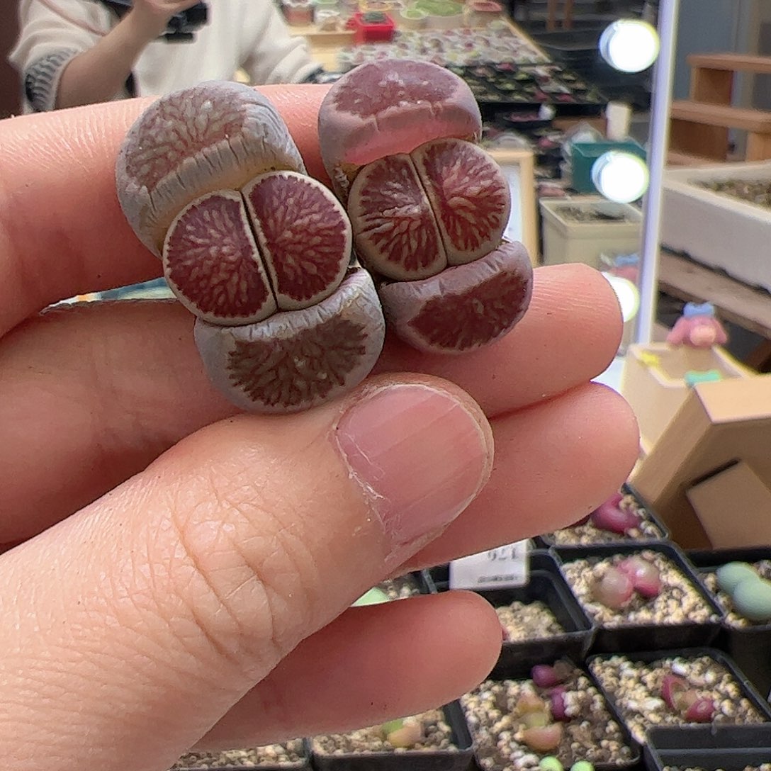【闪购商品】101 福利