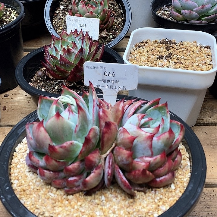 思**你惊鸿仙子一物一拍066