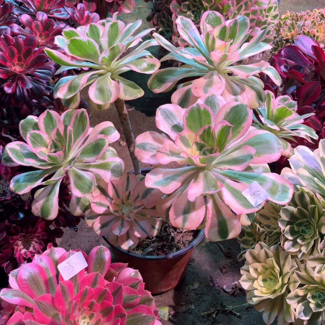 多肉植物燕姿061