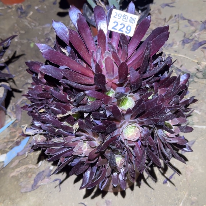 蒙娜丽莎……多肉植物