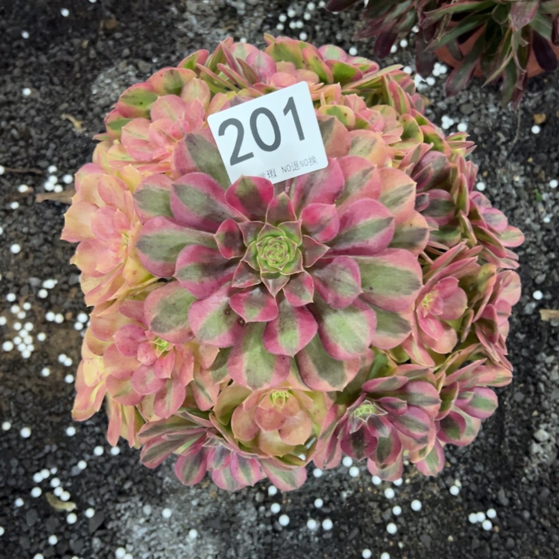 我是真的很喜欢这个