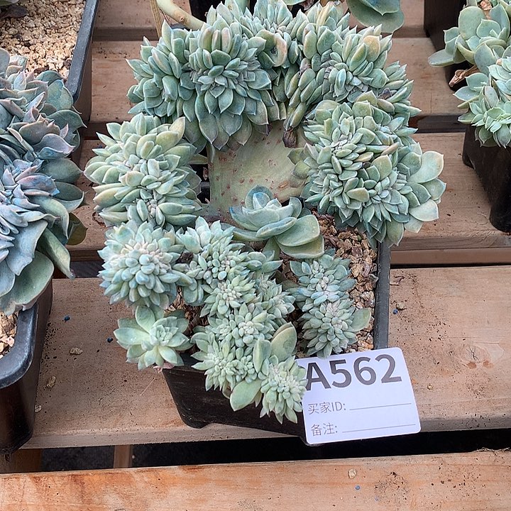 璐璐多肉 一物一拍