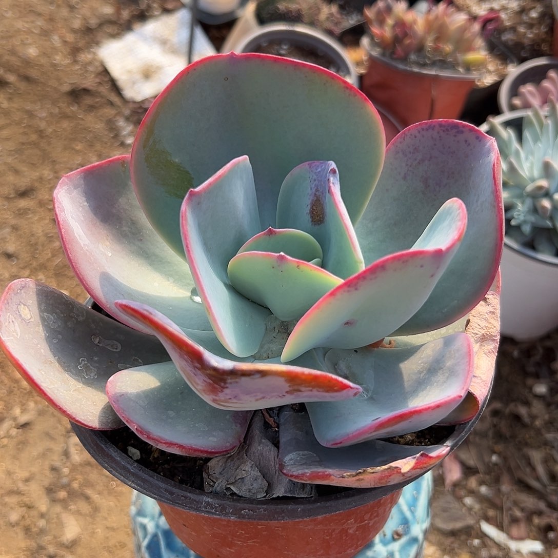 多肉植物布鲁克林蓝