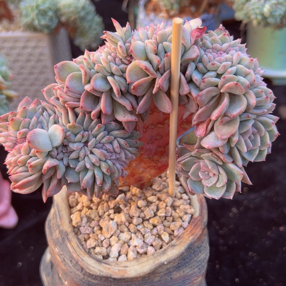 荔**肉新年快乐我的8888888