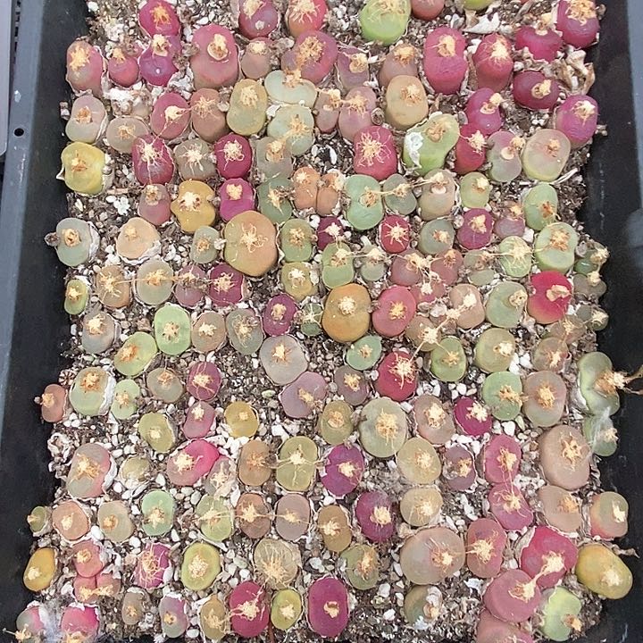 桃喜花园0131-112毛