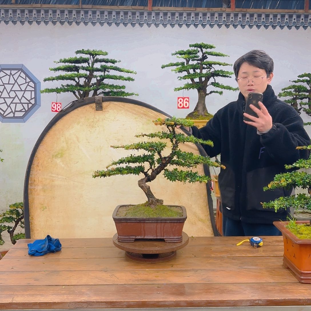 木红芽罗汉松带盆