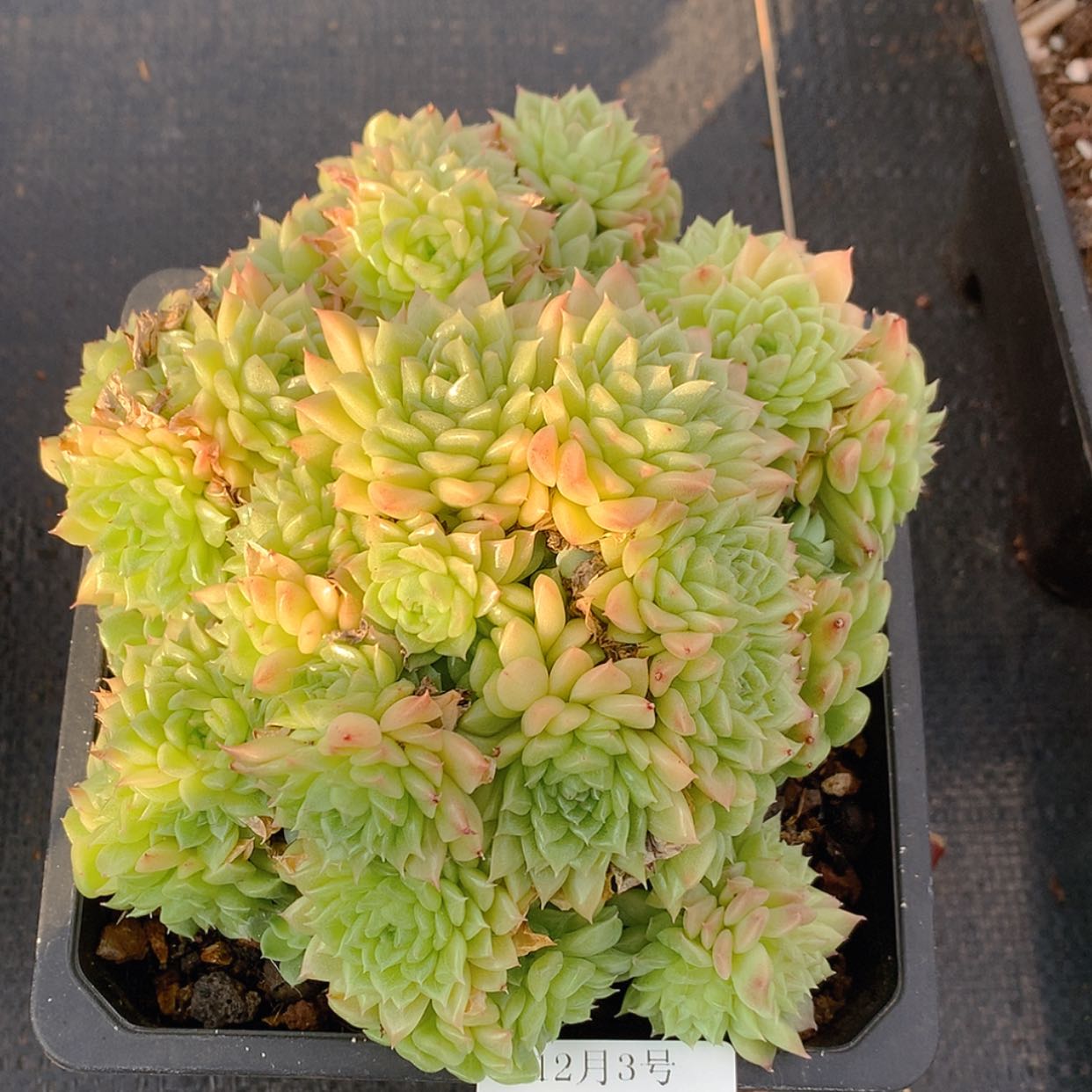 【闪购商品】云274号