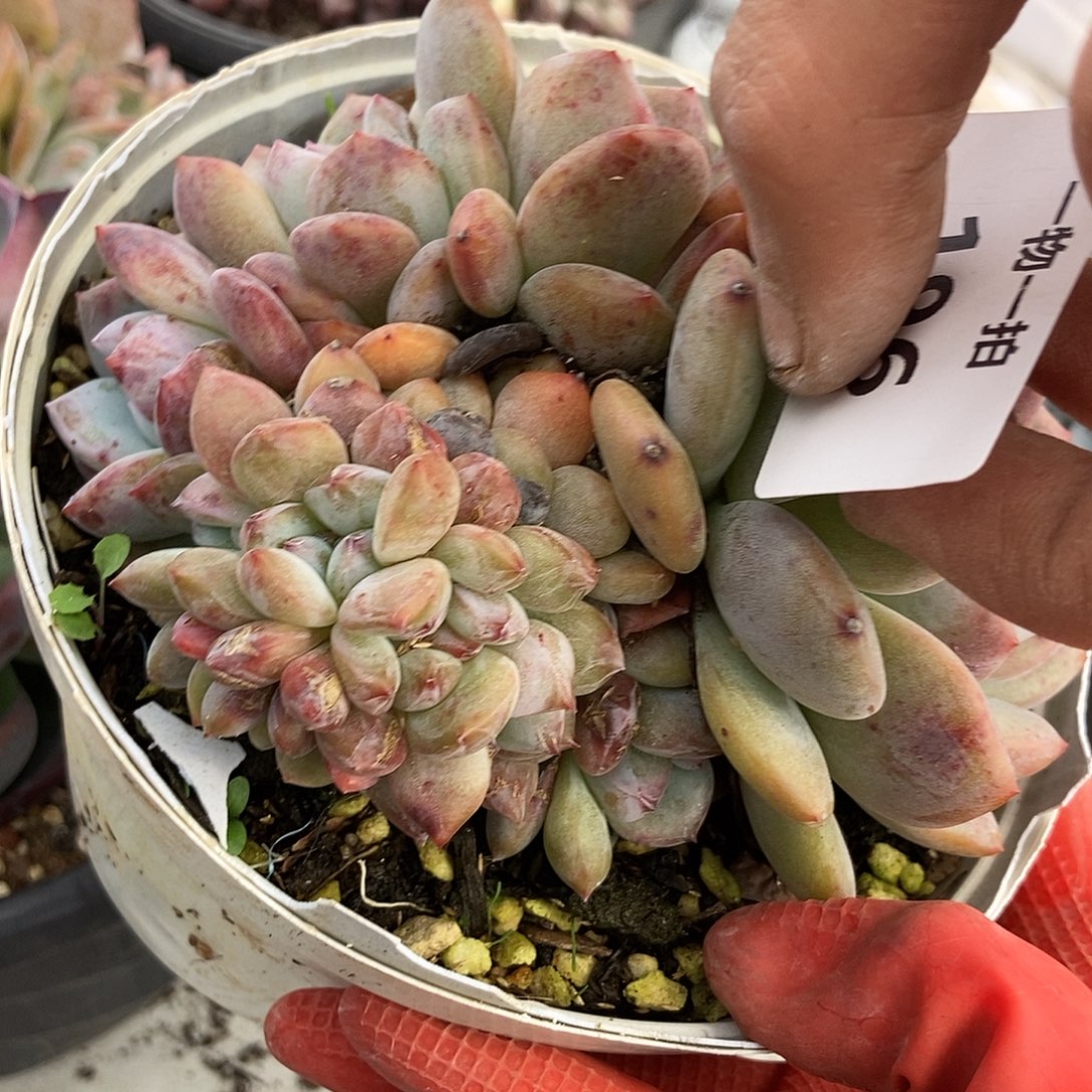 196 石榴籽一物一拍