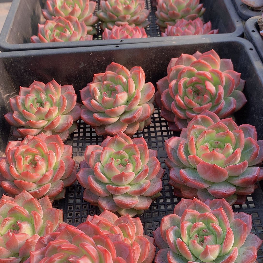 中号红鸾34567889999999