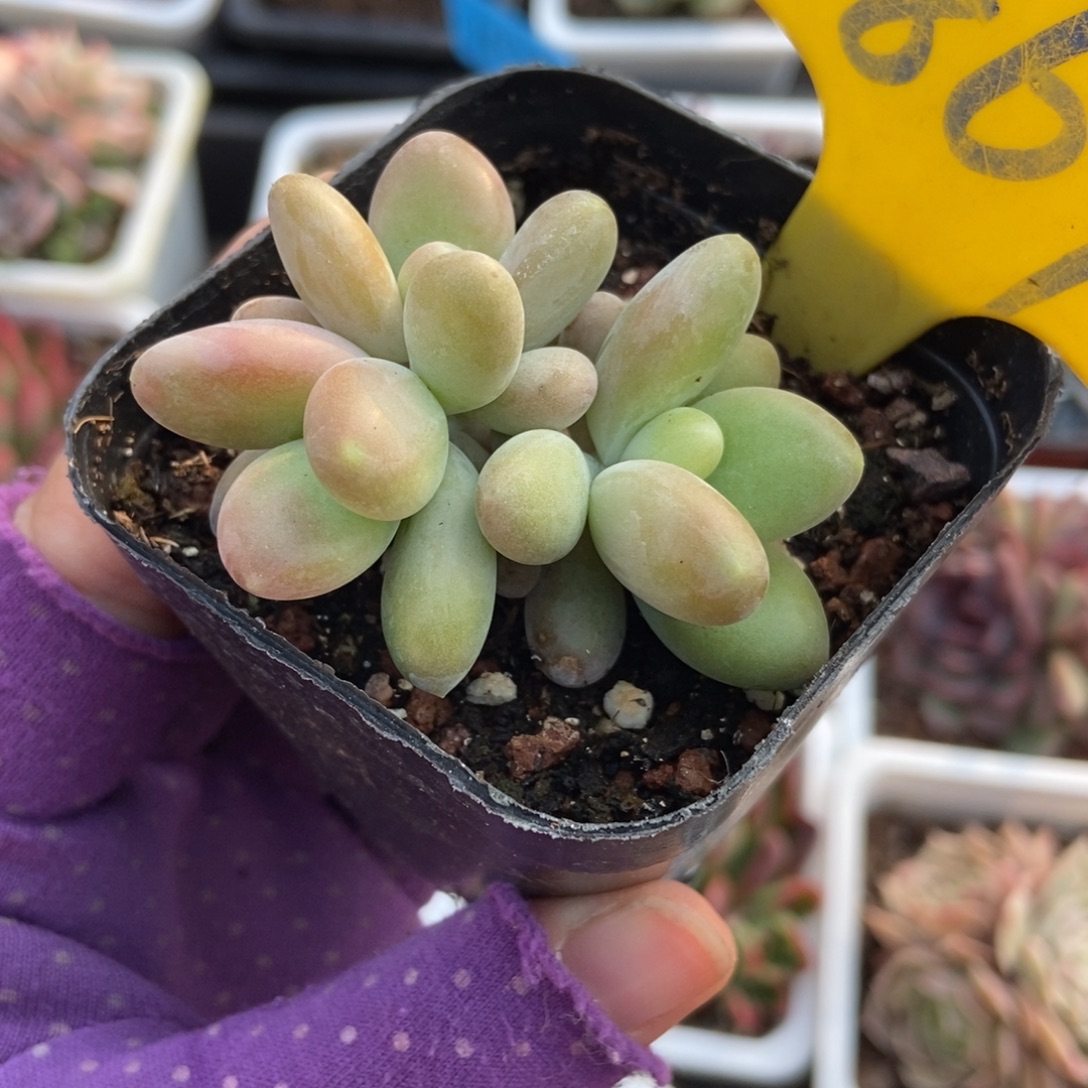 867芒果奶多肉植物duorou