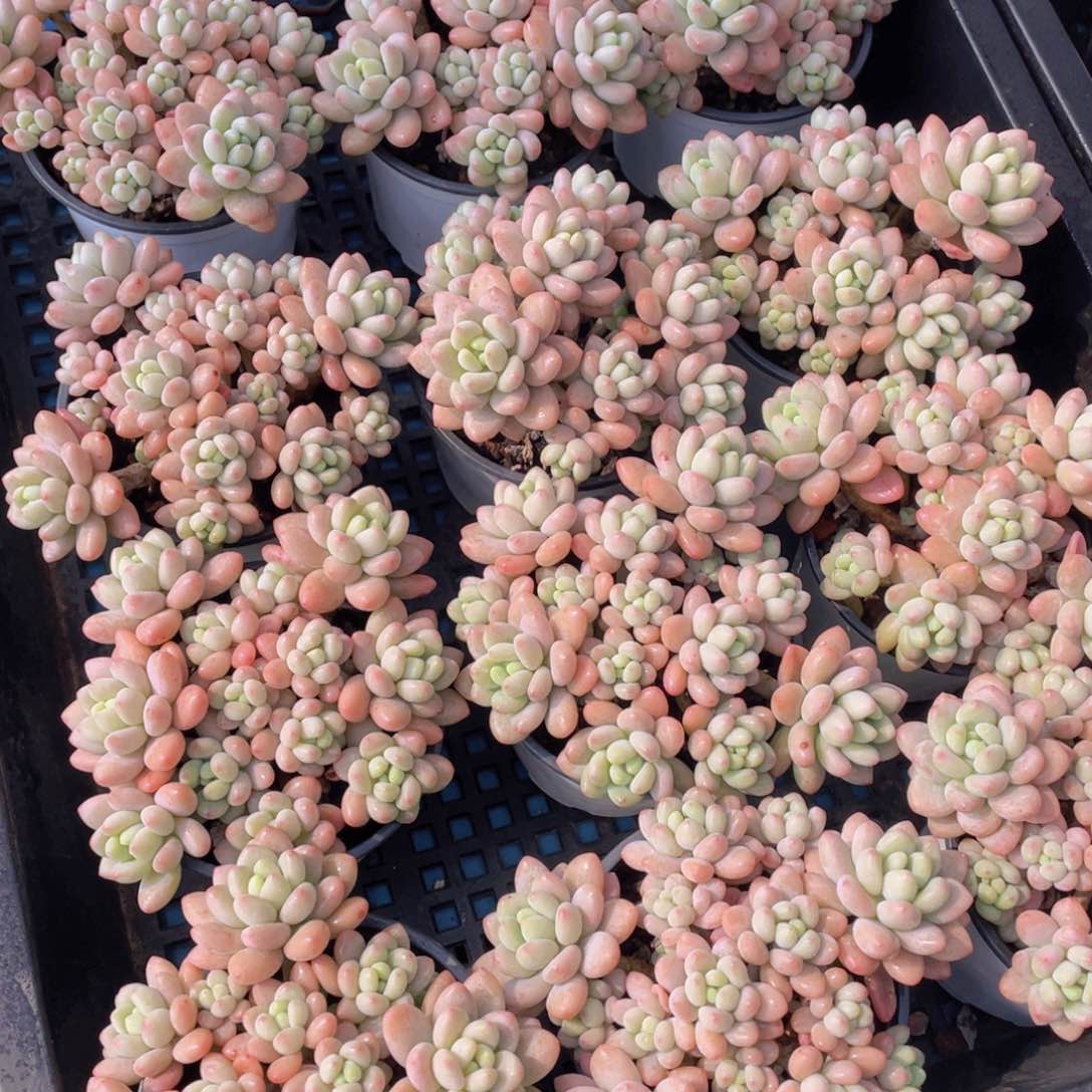 量拍54号 鱼子酱多头老桩手捧大群生一个