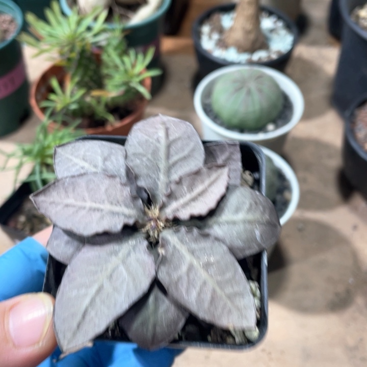 996实生宽叶彩叶麒麟