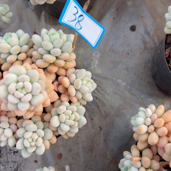 38洛可可平平安安健健康康