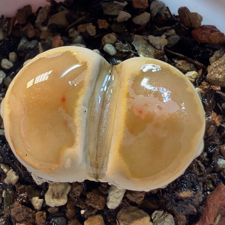 菊化石饼干多肉植物带盆
