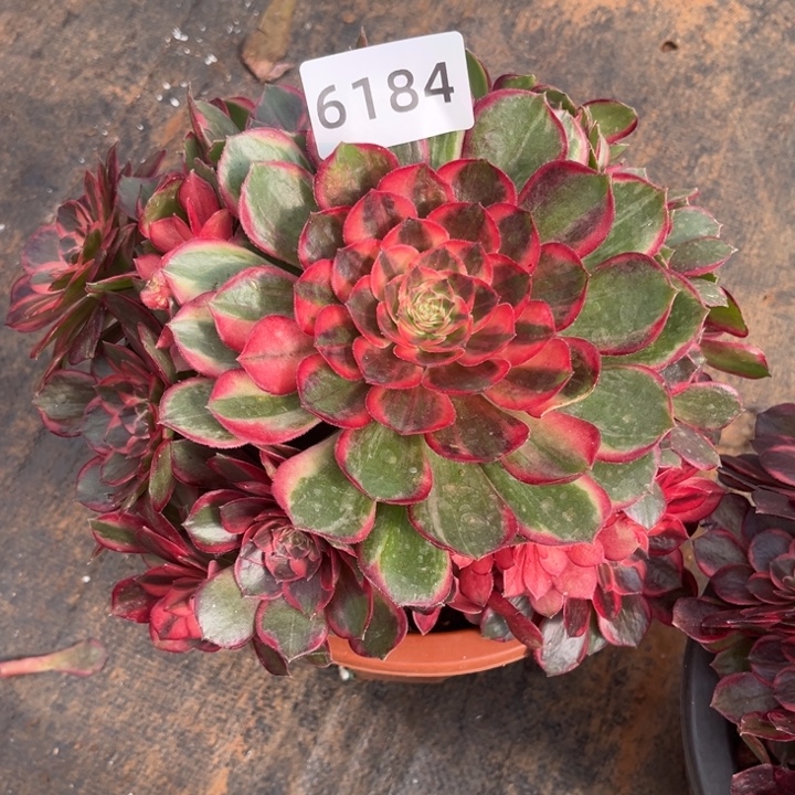 凤***进黑魔锦特价多肉发货