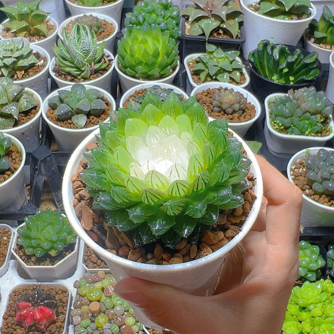 宝莲灯玉露多肉多肉