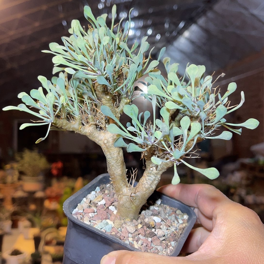 实生黑鬼殿厚敦菊