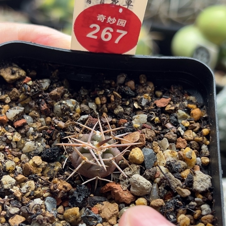 实生守金摩天龙1.4cm