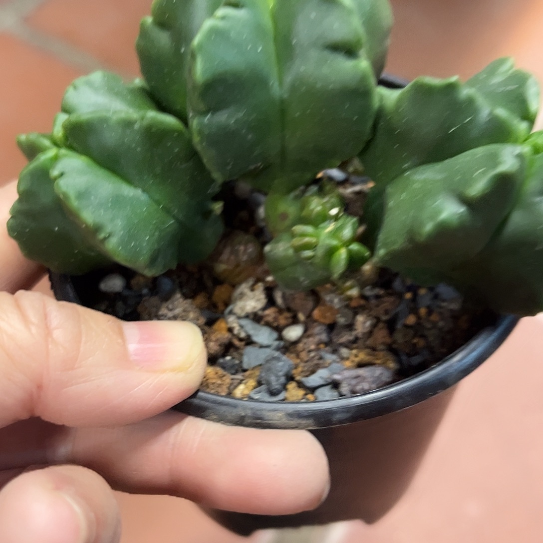 ****戒仙人球鸾凤玉实生